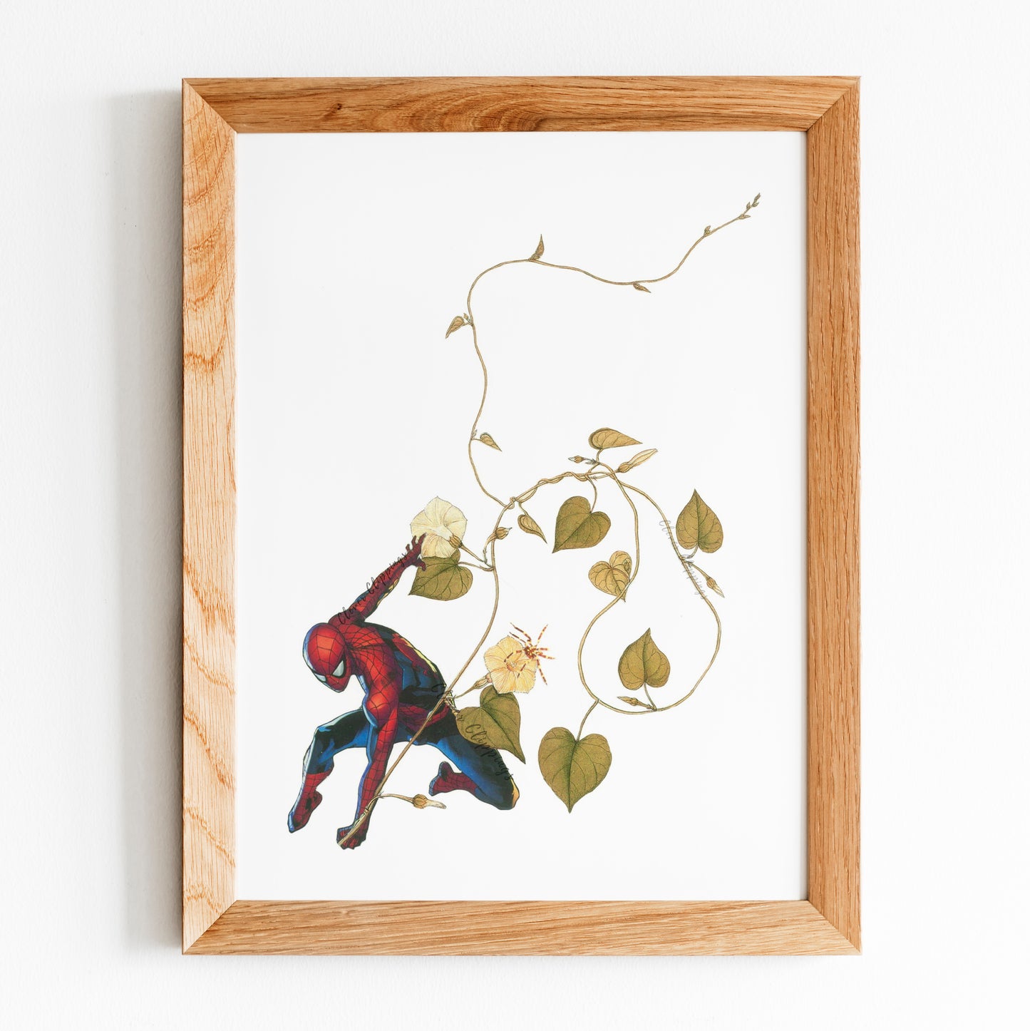 Garden Spider